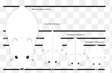 Size Difference Between Sirian And Siberian Hamsters - Scary png
