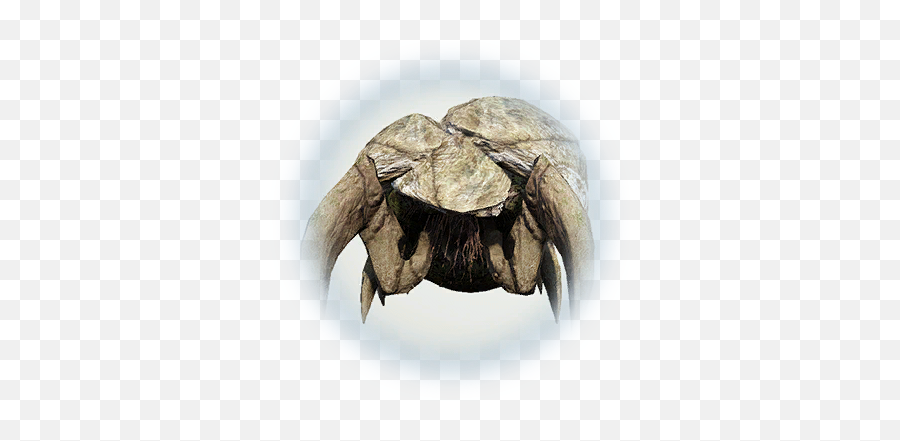 Bdo Beetle Stoneback Crab Knowledge Database - Bdo Beetle Stoneback Crab Png,Crab Icon