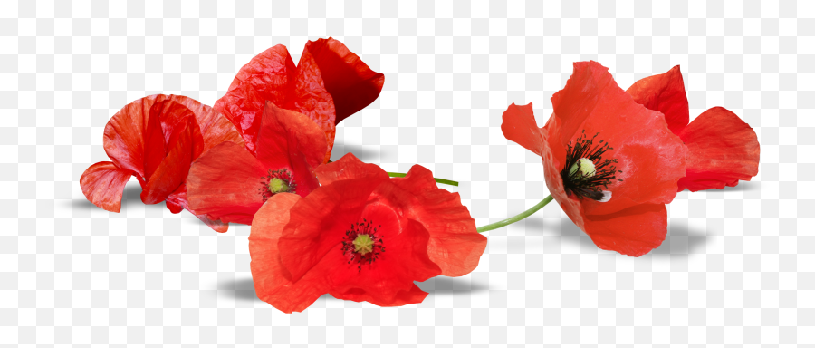 Download Free South Australia Anzac Flower Armistice Day Red - Remembrance Day Poppy Transparent Background Png,Icon South