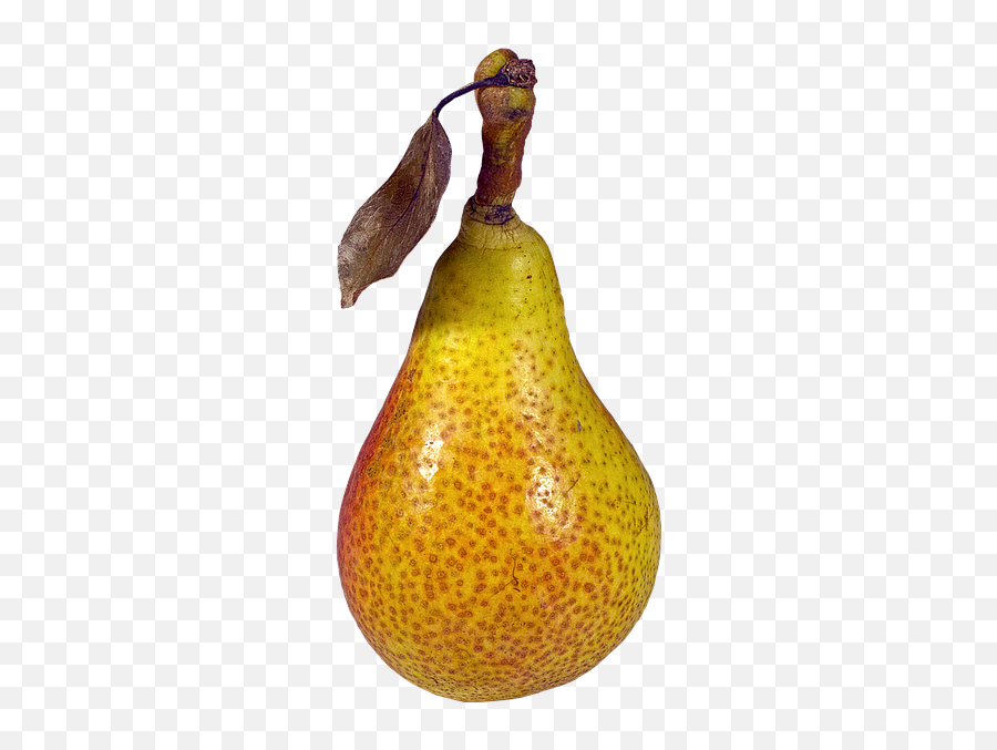 Pear Stickers By Elizabeth Gemmell - Williams Birne Clipart Birne Png,Pear Icon