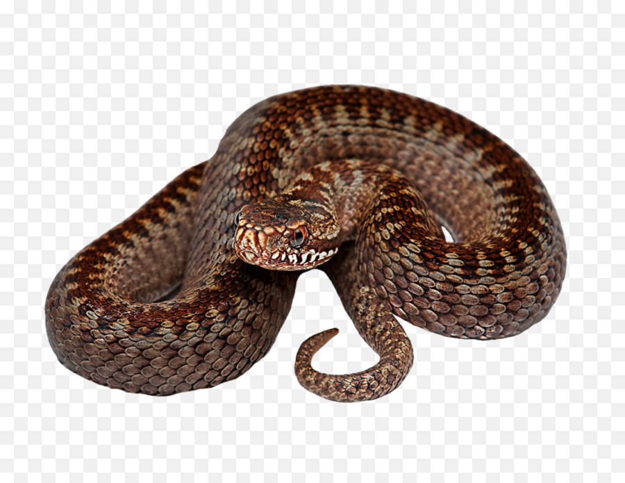 Download Snake Png Transparent Hd Photo - Snake Viper Png,Serpent Png