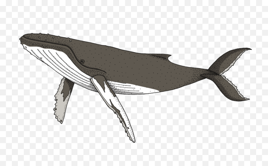 Download Humpback Whale Png Image With - Transparent Humpback Whale Clipart,Humpback Whale Png
