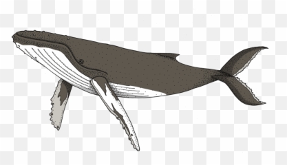Download Humpback Whale Png Image With - Transparent Humpback Whale Clipart,Humpback Whale Png