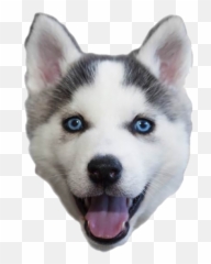 Happy Puppy Husky Png - Husky Manchado,Husky Png