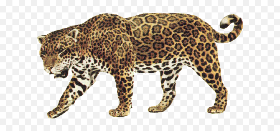 Jaguar Transparent Background - Jaguar Clip Art Png,Jaguar Png