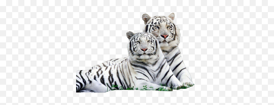 White Tiger Png Transparent Images - White Tiger Png,Tigers Png
