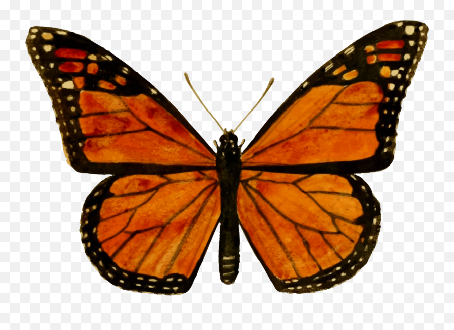 Monarch Butterfly Png Download Image - Drawing Butterfly Monarch,Monarch Butterfly Png
