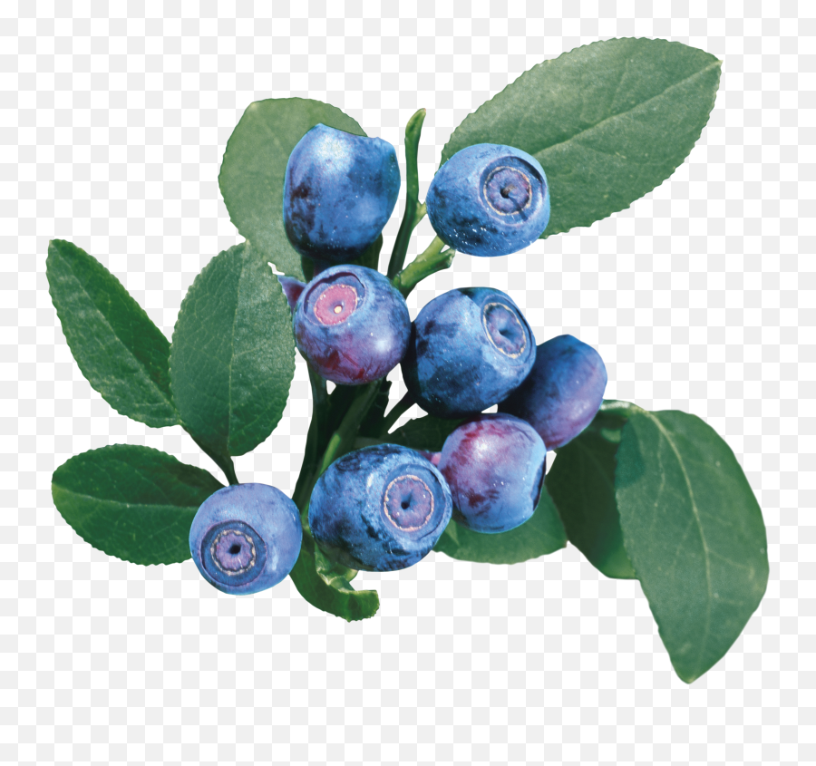 Blueberries Png Image - Blueberries Bush Png,Blueberries Png
