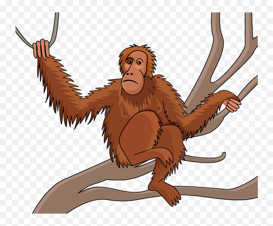 Clipart - Transparent Orangutan Clipart Png,Orangutan Png
