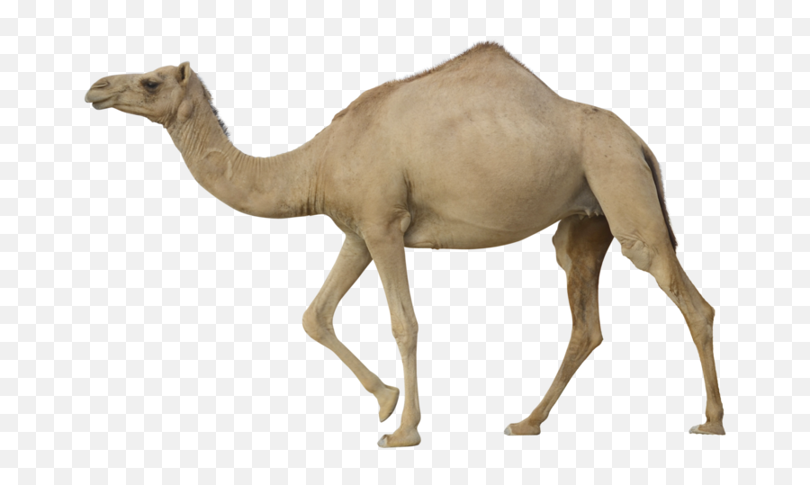 Png Background - Camel Png,Camel Transparent