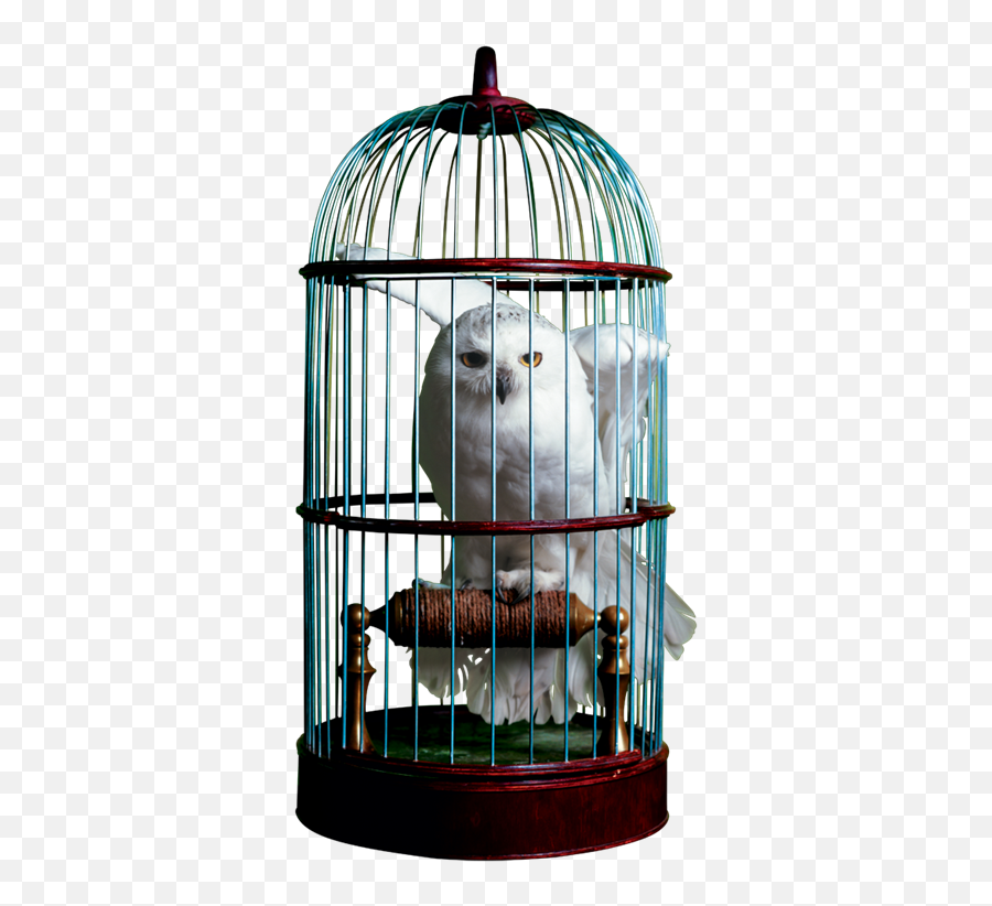 Download Free Png Birdcage Image - Dlpngcom Harry Potter Hedwig In Cage,Bird Cage Png