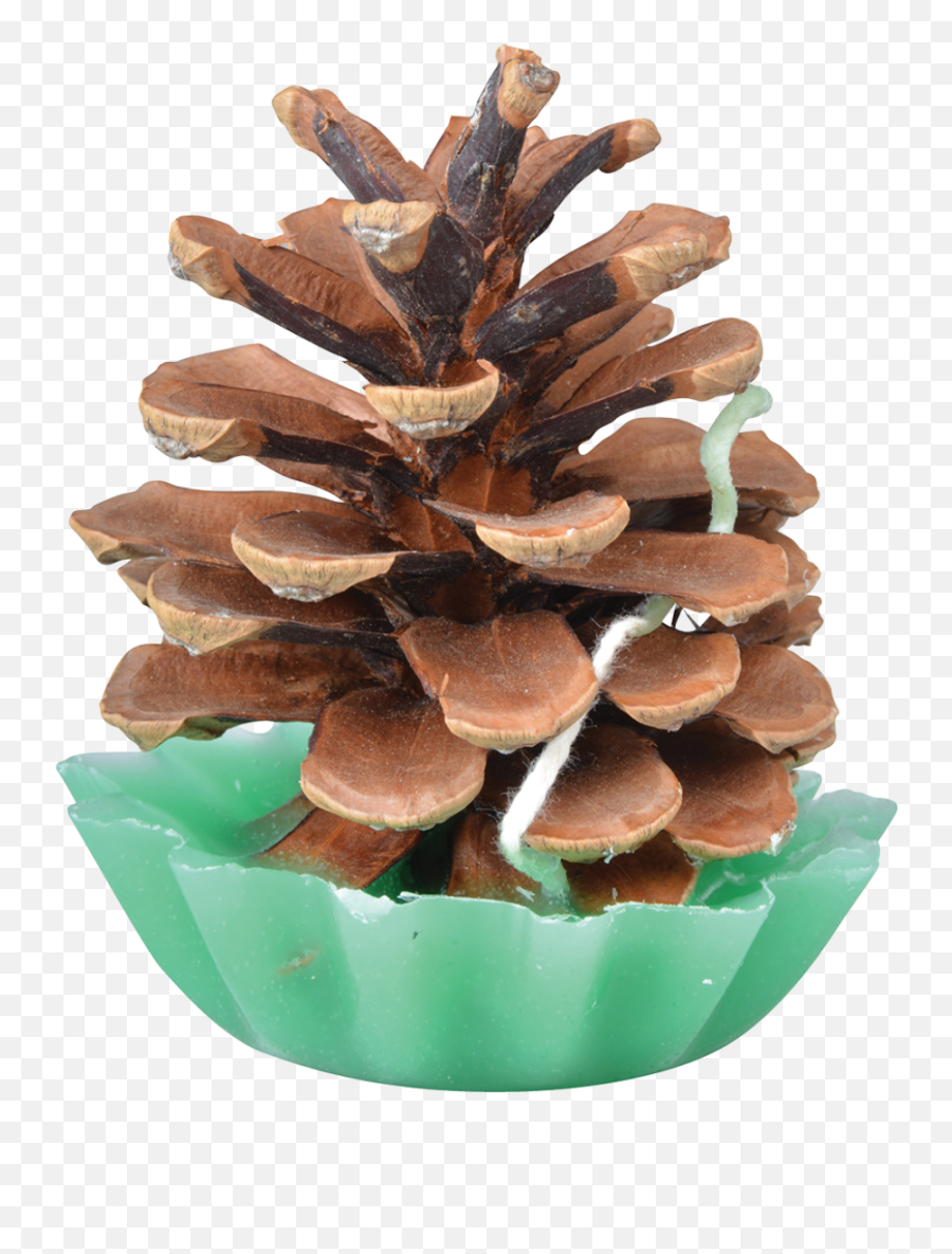 Pine Cone Fire Starters - Esschert Design Conifer Cone Png,Pine Cone Png