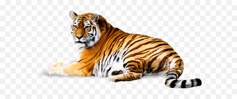 Tiger Png Transparent Background Image For Free Download 17 - Tiger Hd Png,Tiger Transparent Background