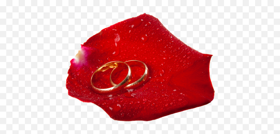 Wedding Rings In Rose Petal Png Clip Art Marcos Bonitos - Portable Network Graphics,Ring Clipart Png