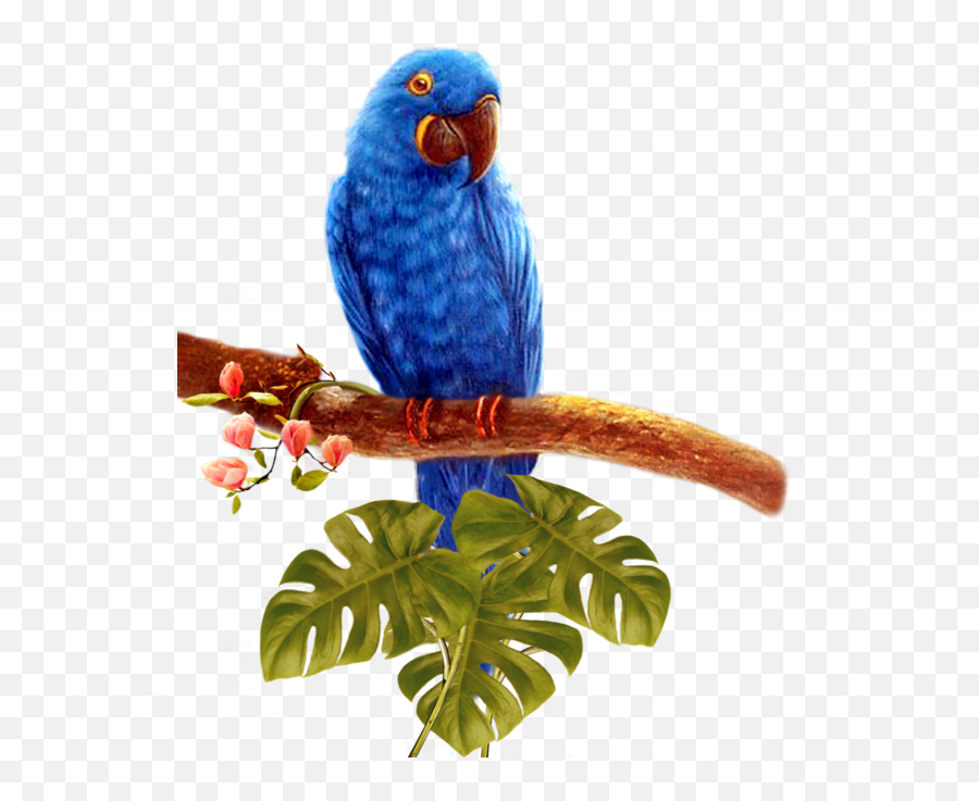 Blue Parrot Transparent Background Png - Four Birds Png,Parrot Transparent