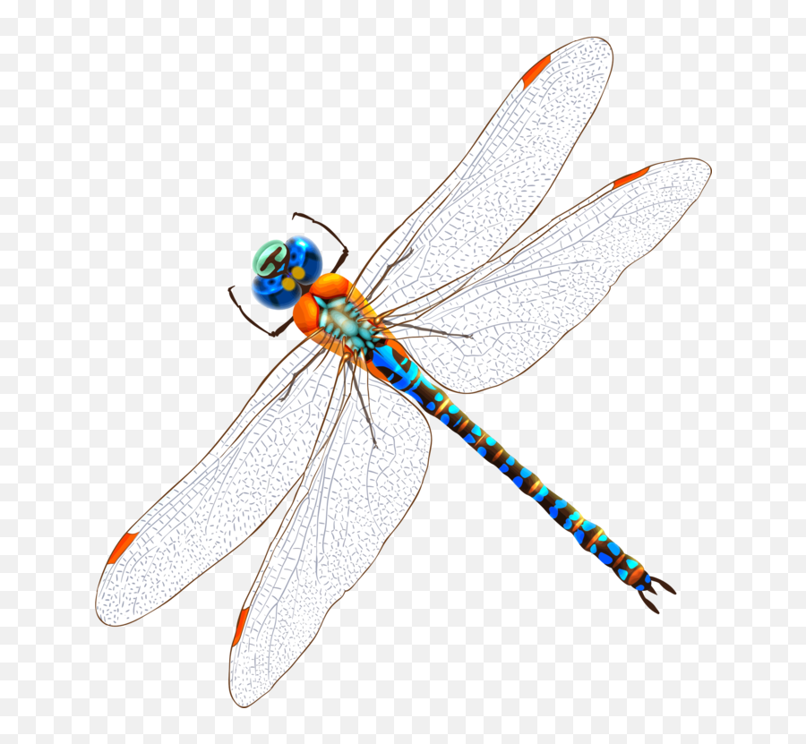 Fly Dragonfly Invertebrate Png Clipart - Clip Art Watercolor Drawing Dragonfly,Dragon Fly Png