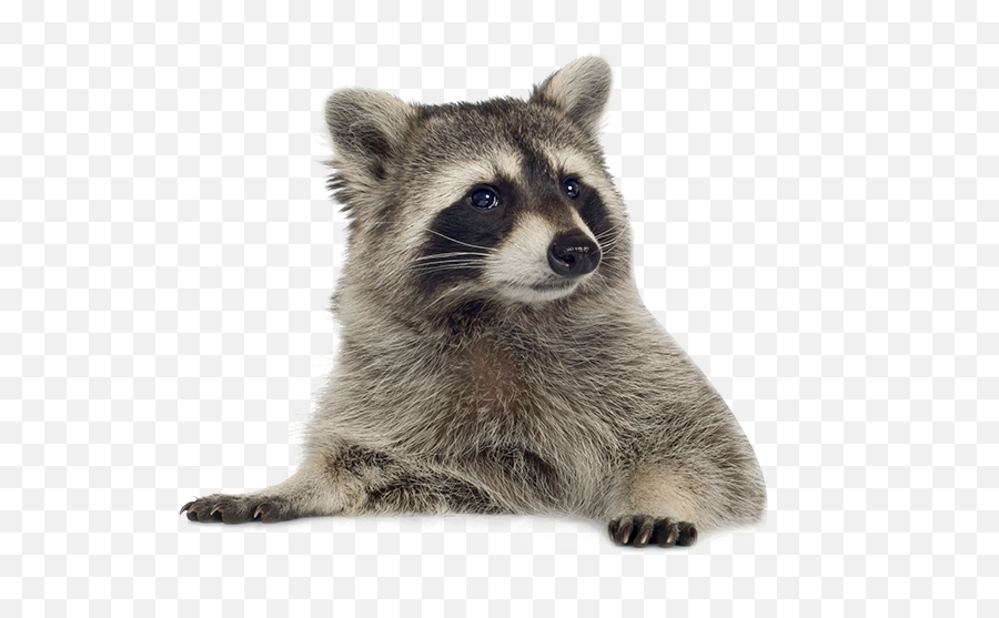 Raccoon Transparent Free Png - Raccoon Png,Raccoon Transparent Background