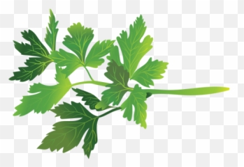 Salsa Erva Ilustração - Perejil Png,Salsa Png