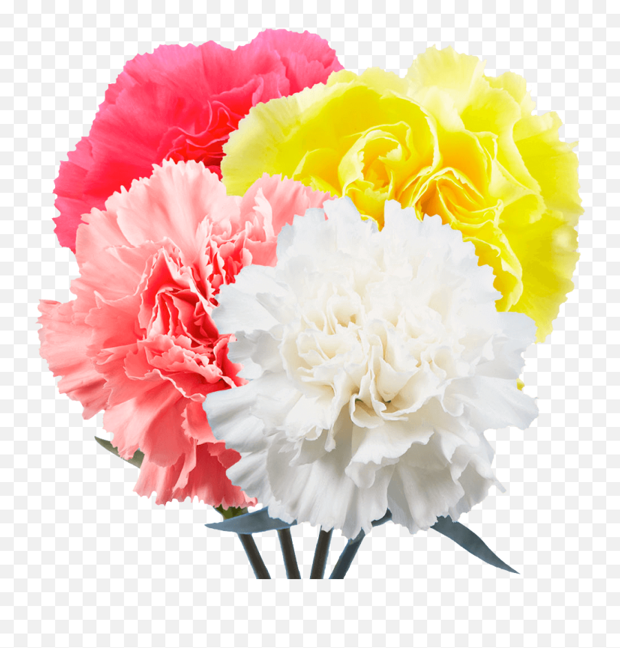 Carnations Flowers Choose Your Own Quantity And Color - Lovely Png,Carnation Png