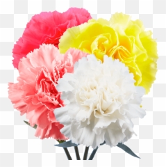 Carnations Flowers Choose Your Own Quantity And Color - Lovely Png,Carnation Png