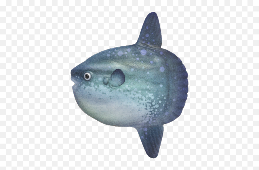 Ocean Sunfish - Big Fish Animal Crossing New Horizons Png,Transparent Ribbon Eel