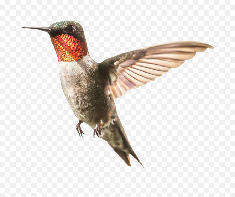 Free Transparent Cc0 Png Image - Hummingbird Png,Hummingbird Png