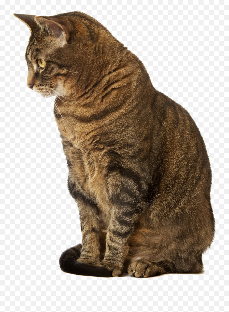 Closed - Cats With No Background Png,Cat Transparent