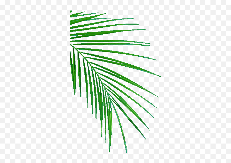 Oil Palm Uganda Edible Vegetable Cooking And Hygene - Palm Leaves Drawing Png,Palm Tree Leaves Png