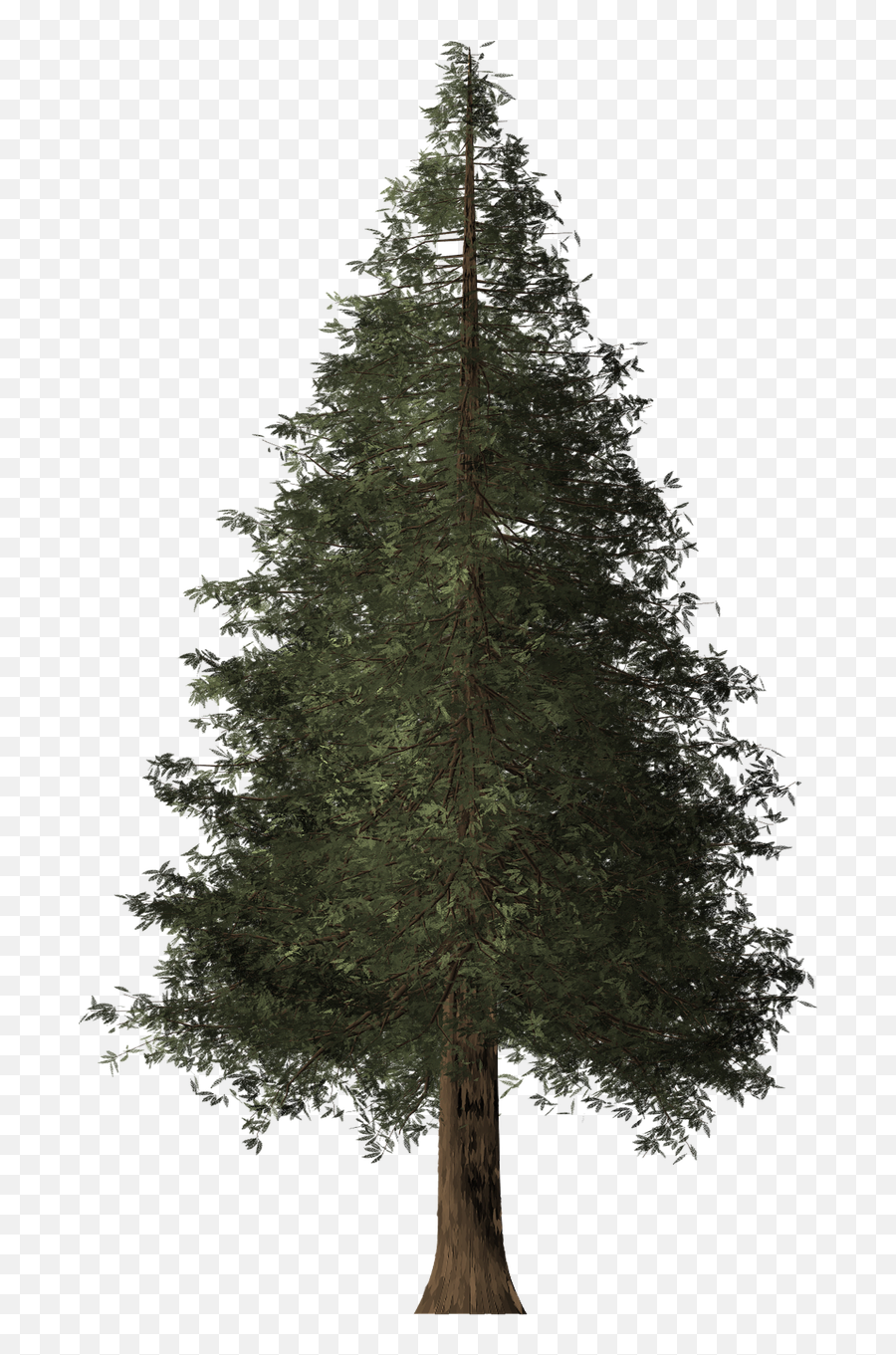 Redwood Tree - Pine Png,Redwood Tree Png