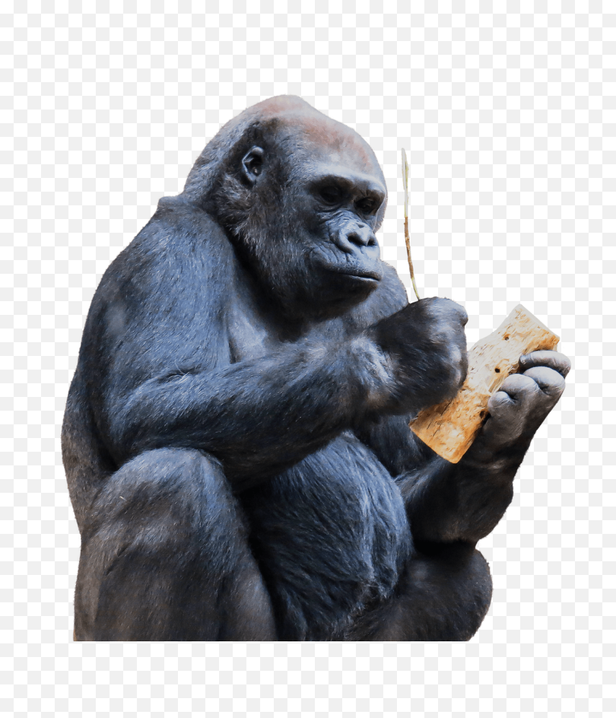 Monkey Png - Ape Png,Monkey Transparent Background