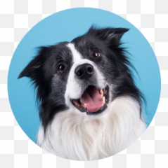 Vt Pet Services U2013 - Northern Breed Group Png,Australian Shepherd Icon