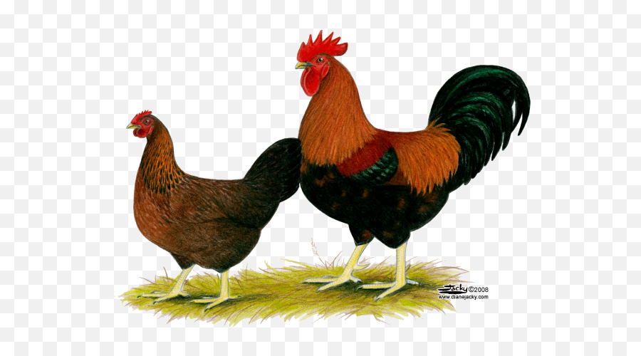 Hen Png Image Hd - Hen Images Hd Png,Chicken Png