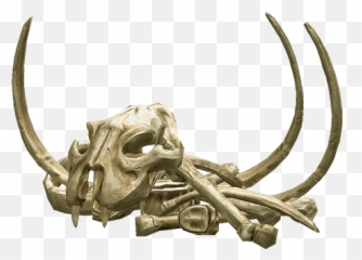 Download Bones Png Transparent 067 1 - Animal