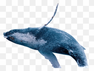 Humpback Whale Png Images - Transparent Background