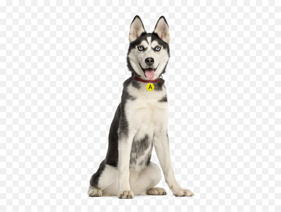 Husky Png Sitting Transparent - Husky 6 Months Old,Husky Png