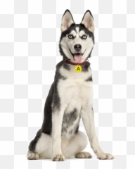 Husky Png Sitting Transparent - Husky 6 Months Old,Husky Png