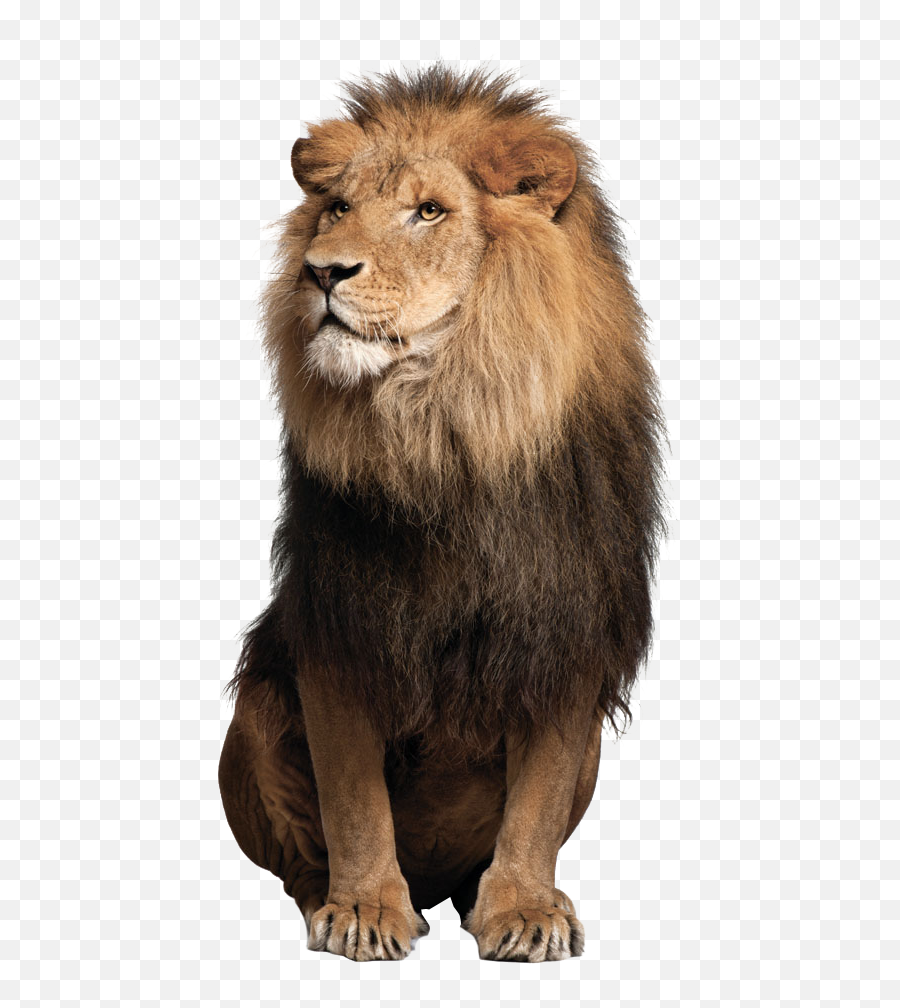Free Png Lion Lioness