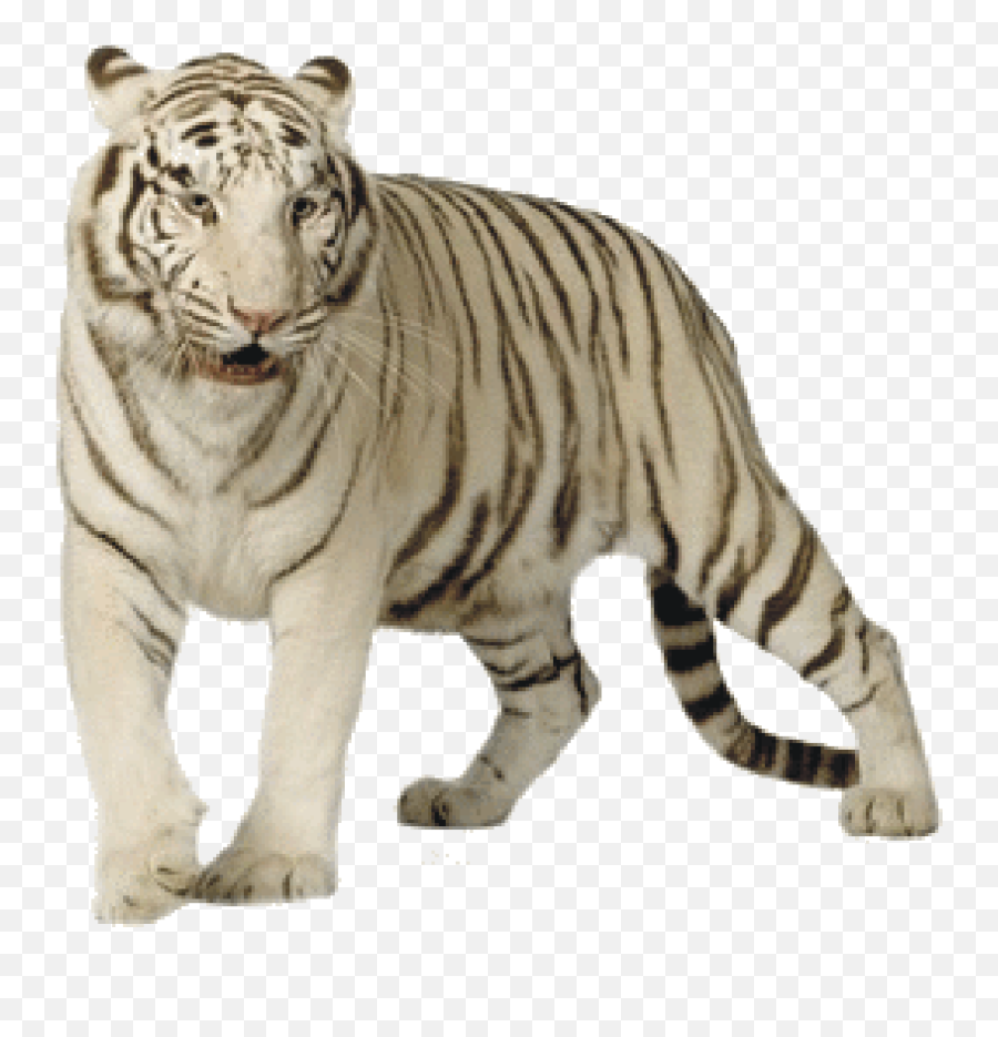 Download White Tiger - White Tiger Png,Tigers Png