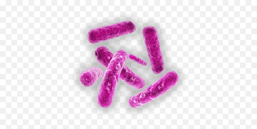Bacteria Transparent Png Images - Microscopic Bacteria Png,Bacteria Transparent Background