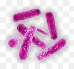 Bacteria Transparent Png Images - Microscopic