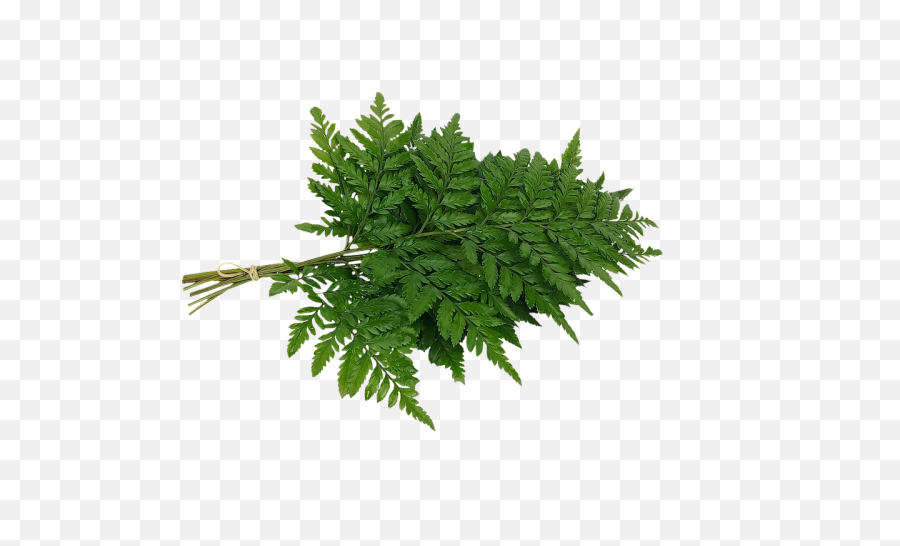 Bracken Fern Leaf Varieties - Free Image On Pixabay Tree Png,Fern Png