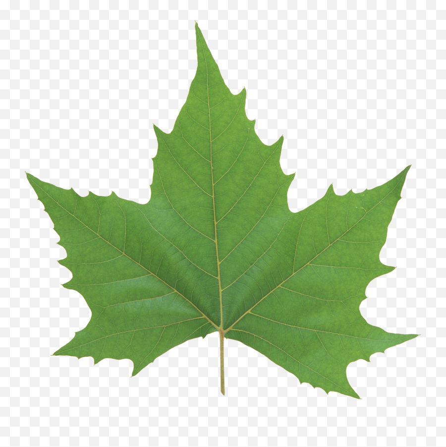 Green Leaves Png Icon - Transparent Leaf Texture Png,Leaf Png Transparent