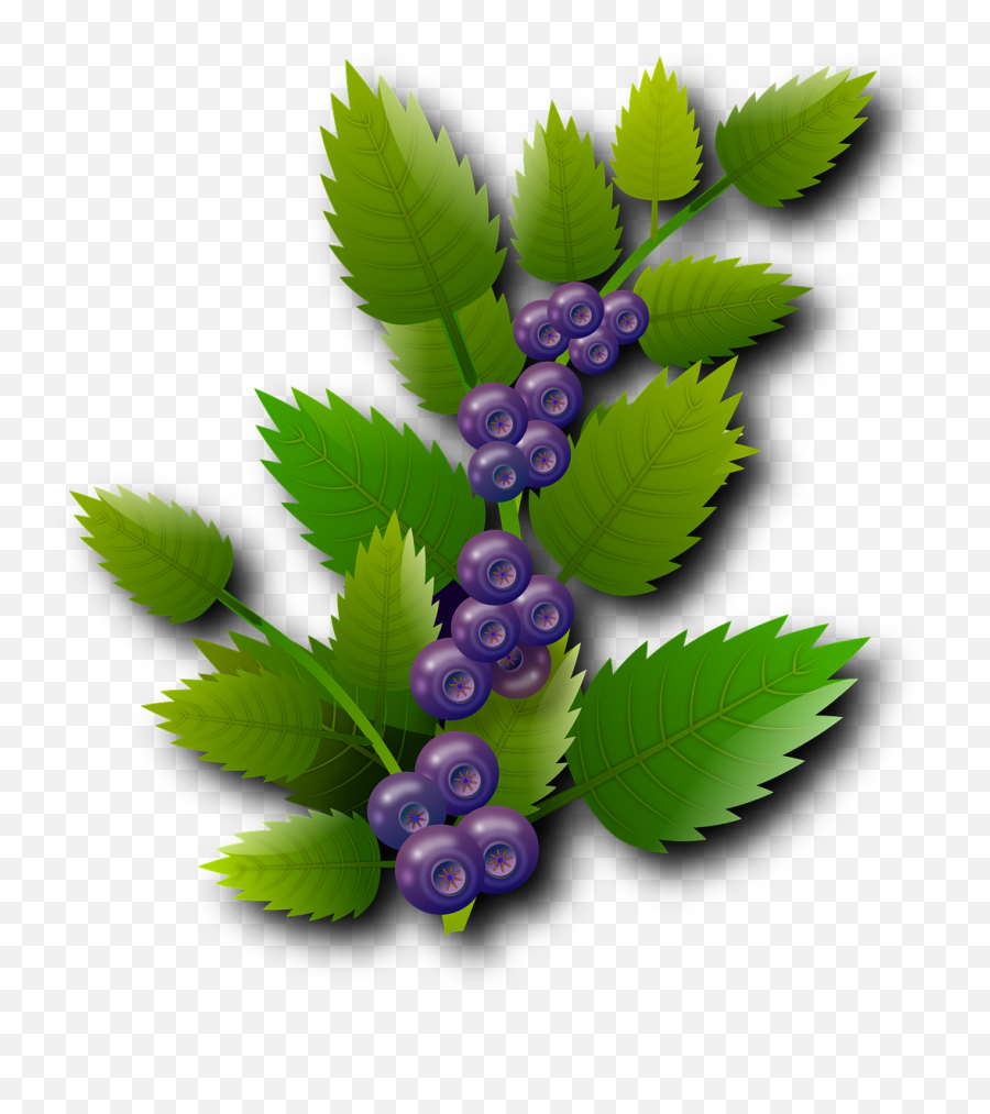 Blueberries Berries Red Fruits - Blueberry Png,Blueberries Png