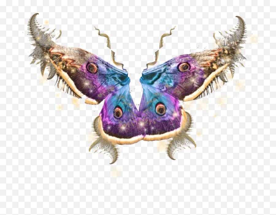 Fairy Wings Insects Bugs - Fairy Transparent Side View Wings Png,Butterfly Wing Png