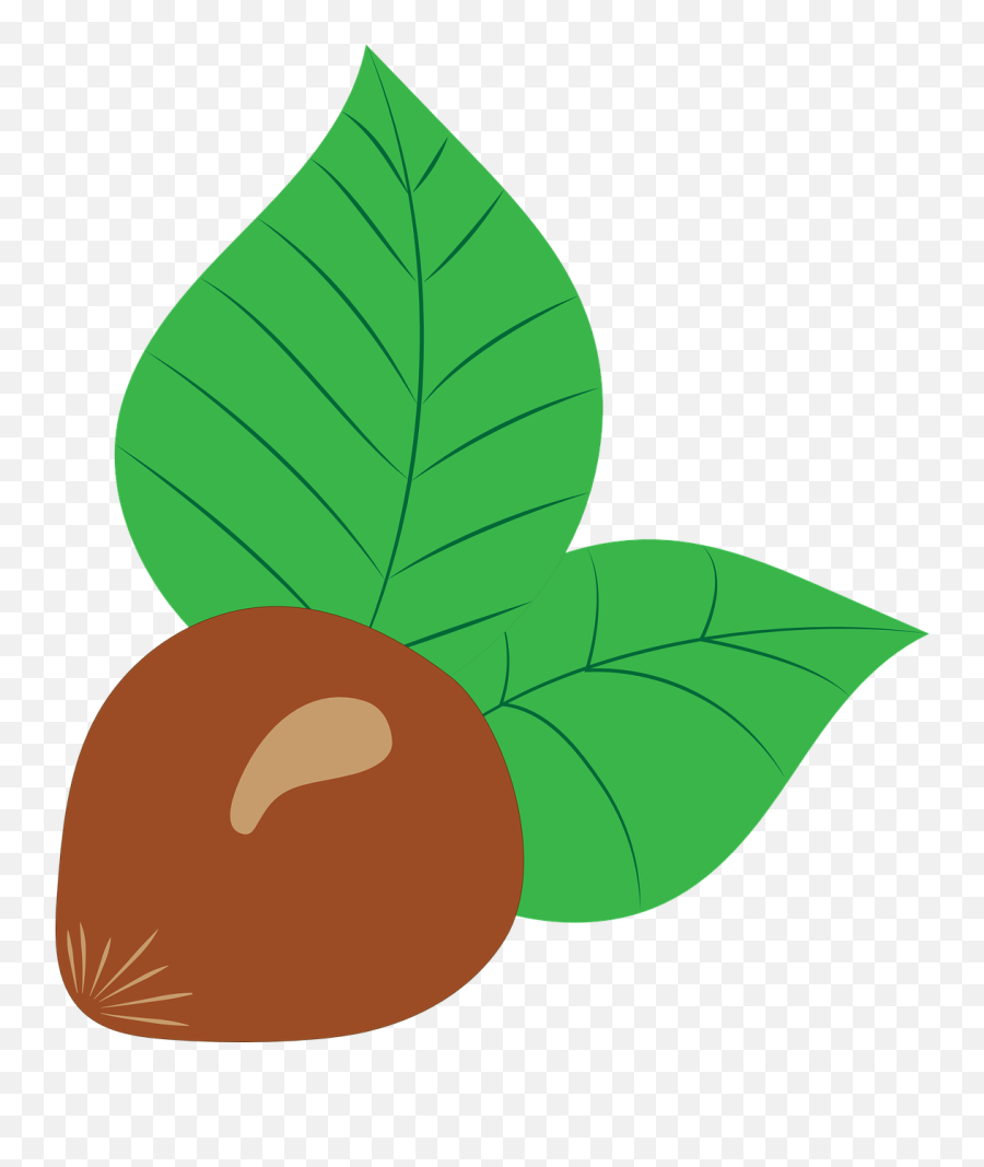 Hazelnut Vector Drawing - Avellana Dibujo Png,Hazelnut Png