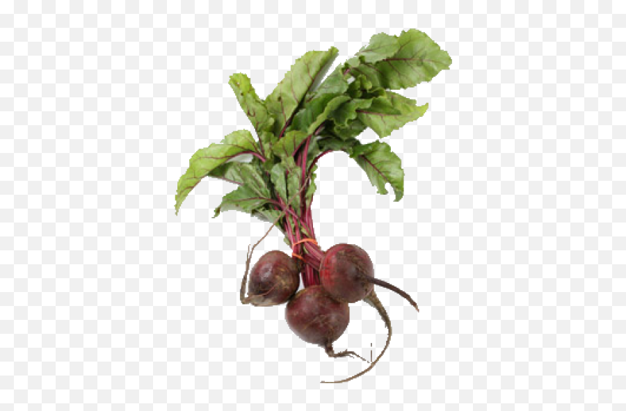 Beet Png - Beetroot Plant,Beet Png
