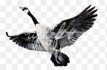 Uplift Illustrations Png Goose
