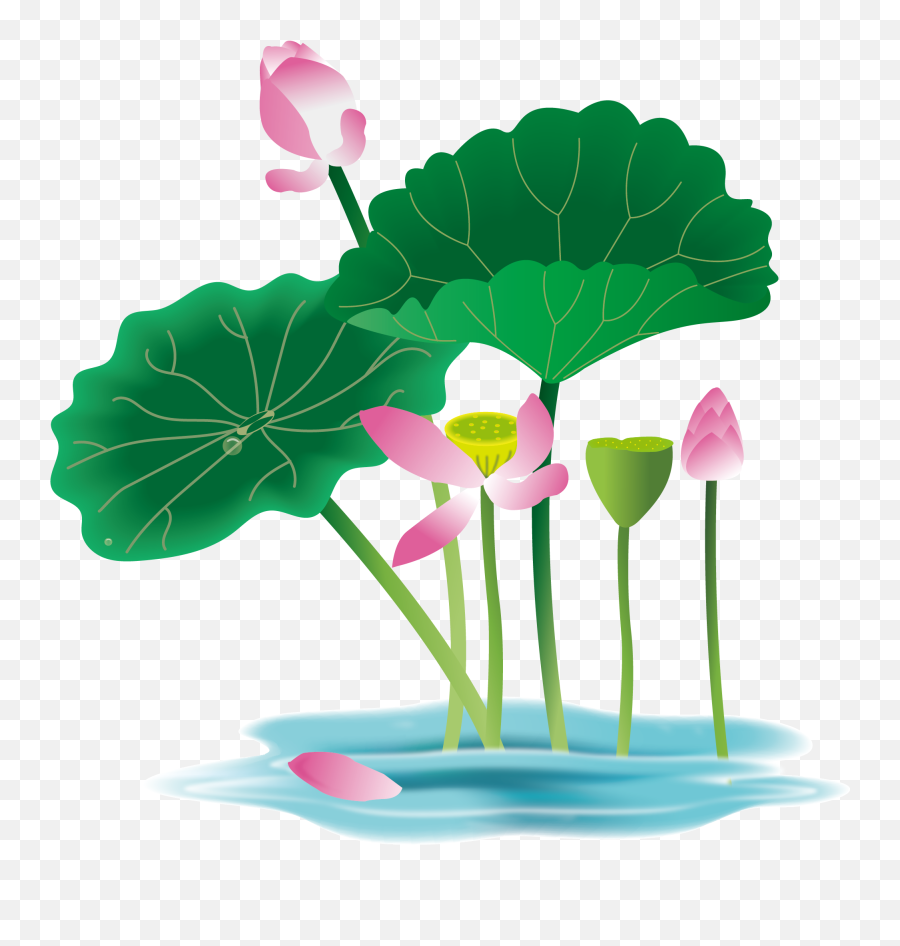Lotus Flower Graphic Png - Hand Painted Flower Plant Water Waterlily Vector,Lotus Transparent Background