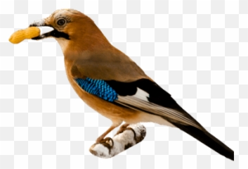 Bird Cage Transparent Png - StickPNG Eating Png