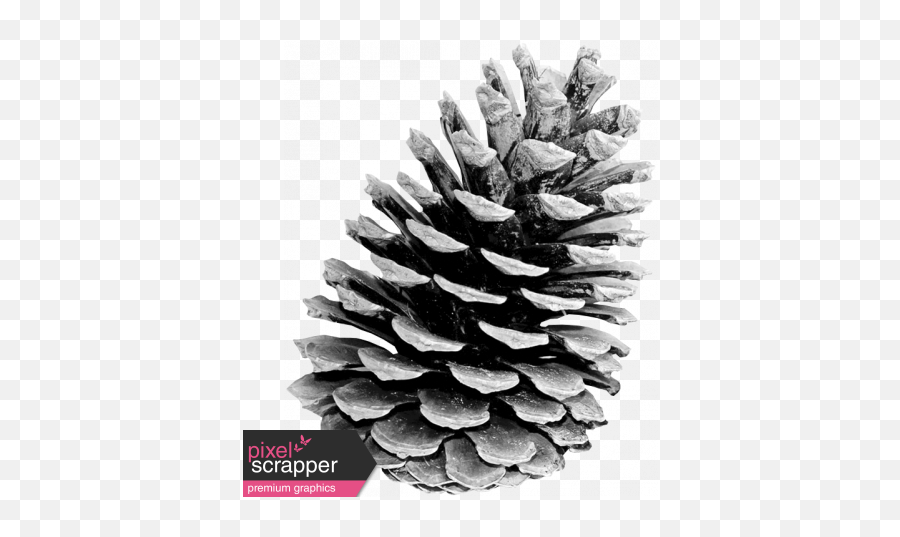 Pinecone Template 004 Graphic By Janet Kemp Pixel Scrapper - George Hodan Png,Pine Cone Png